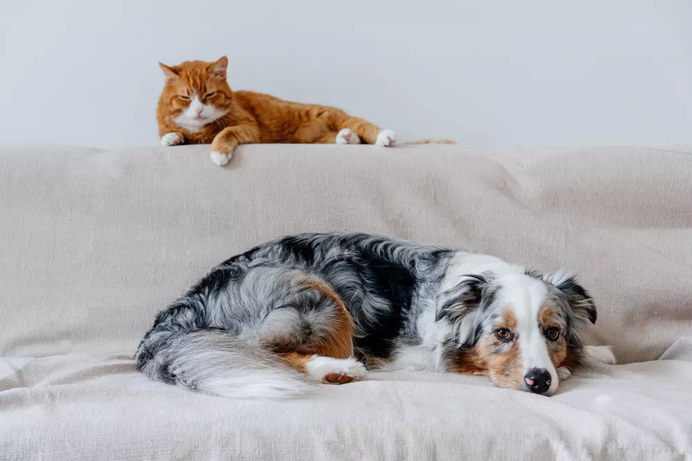 Orange cat and a blue merle dog relaxing on a light beige sofa.
