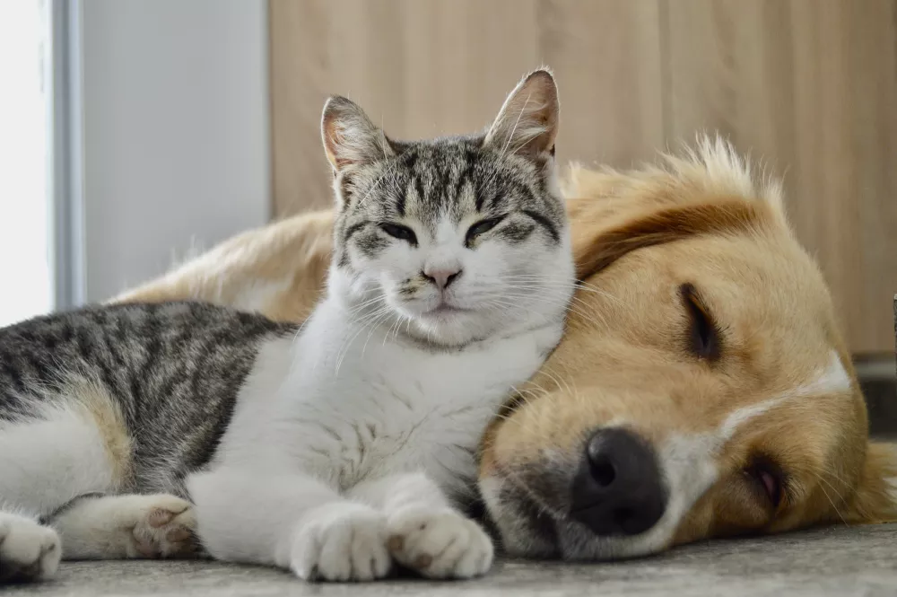 Tabby and white cat snuggling against a sleeping golden retriever dog.